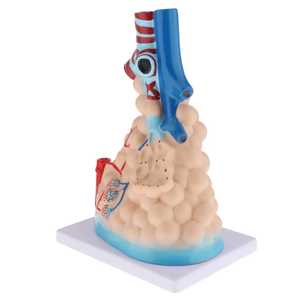 Alveolar Amplification Model Lungs Model Medical Goods Simulation Medical Tool