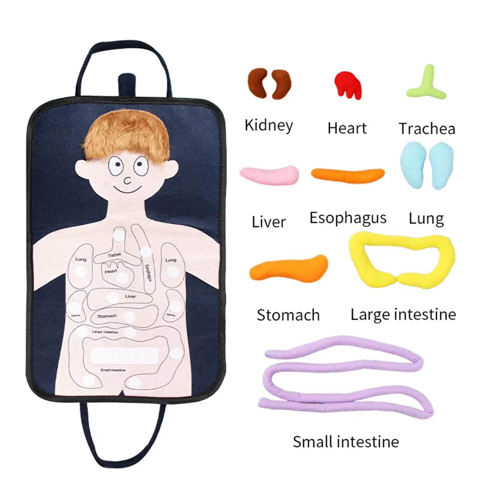 Human Body Anatomy Model Organ Toy Early Education Toys for Children Preschool Student