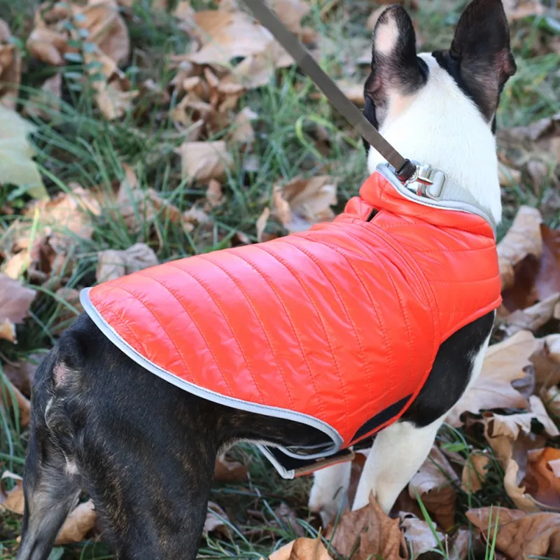 Un perro que lleva un chaleco naranja brillante. El perro parece ser una raza pequeña, posiblemente un pug o una mezcla de pug, dados sus rasgos faciales distintivos. Es probable que el chaleco esté diseñado para brindar calidez y visibilidad, especialmente en condiciones de poca luz o durante actividades al aire libre.