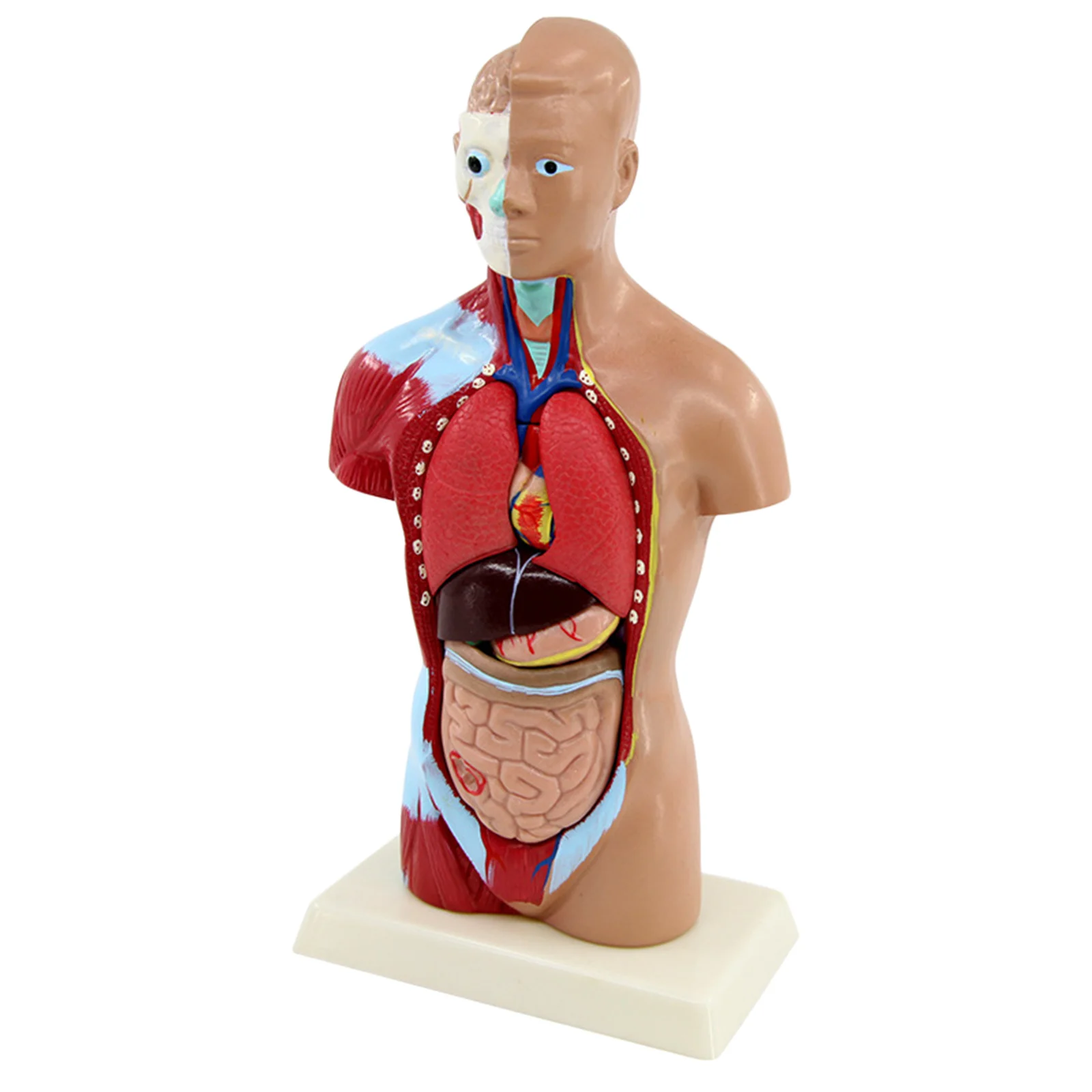 Menschlicher Körper Anatomie Spielzeug Abnehmbare Organe Spielzeug Weiche Puppe