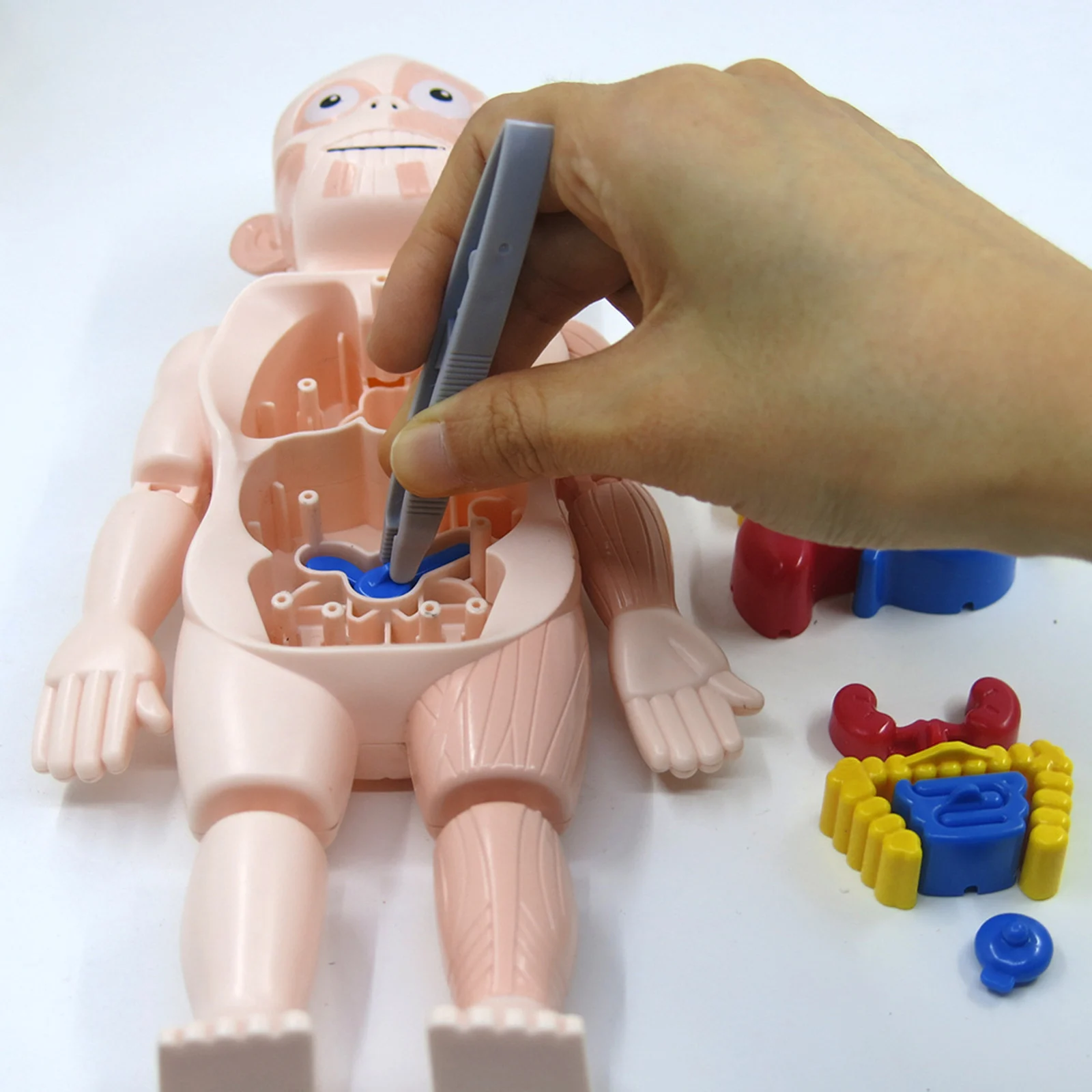 3D Human Body Anatomy Toys Model Kits Plastic for Study Human Organs 9.5x6x24cm