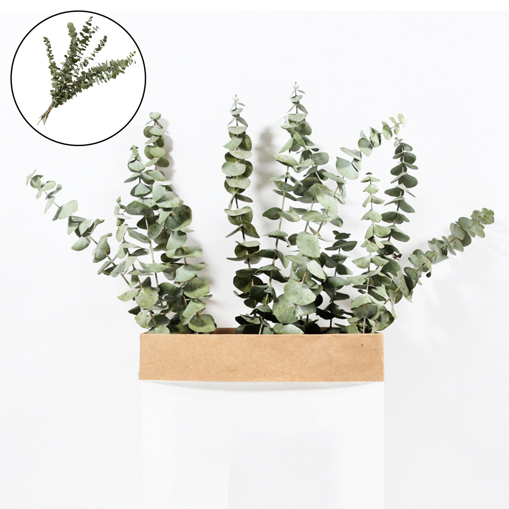 Natural Eucalyptus Leaves Dried Eucalyptus Leaves Bouquet Centerpiece Wedding Home Party Decor Eucalyptus Branches Stems