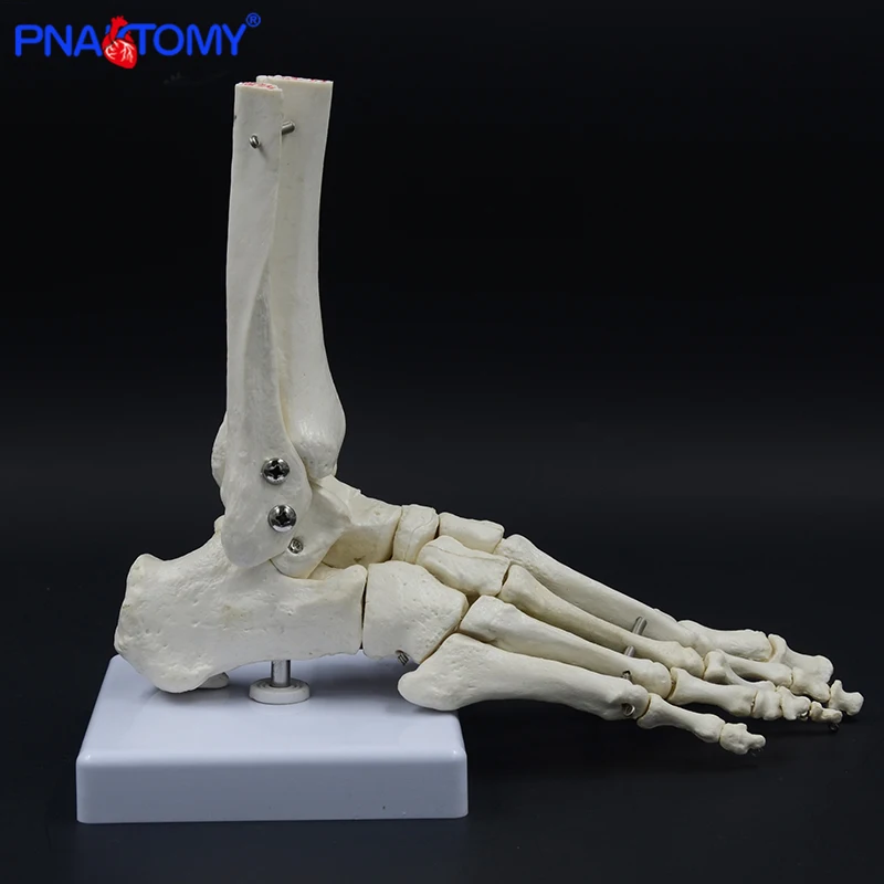 Modelo anatômico das articulações e ossos dos