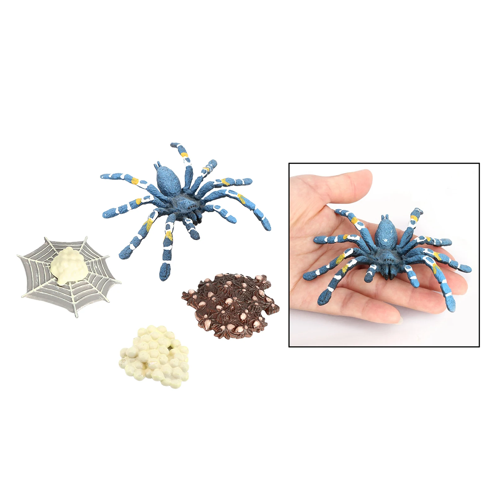 4 Pieces Nature Bird Eating Spider Growth Toys Animals Growth