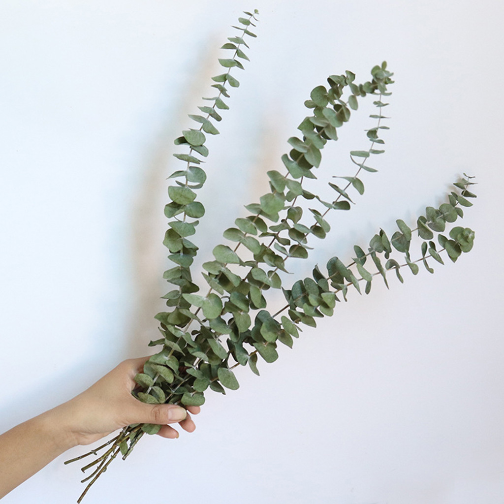 Natural Eucalyptus Leaves Dried Eucalyptus Leaves Bouquet Centerpiece Wedding Home Party Decor Eucalyptus Branches Stems