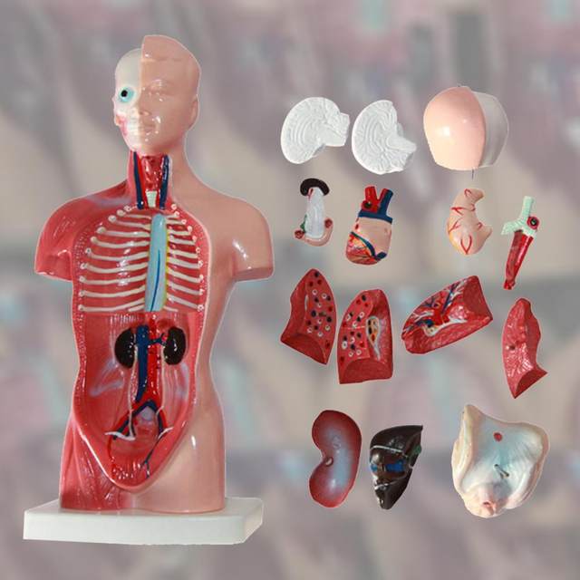  Modelo 28CM Torso Anatomía Modelo Torso Humano Modelo de Cuerpo  Anatomía Torso Modelo Desmontable 15 Partes Anatómica Médica Órganos  Internos para Enseñanza, Modelos Médicos y Materiales Educativos : Juguetes  y Juegos