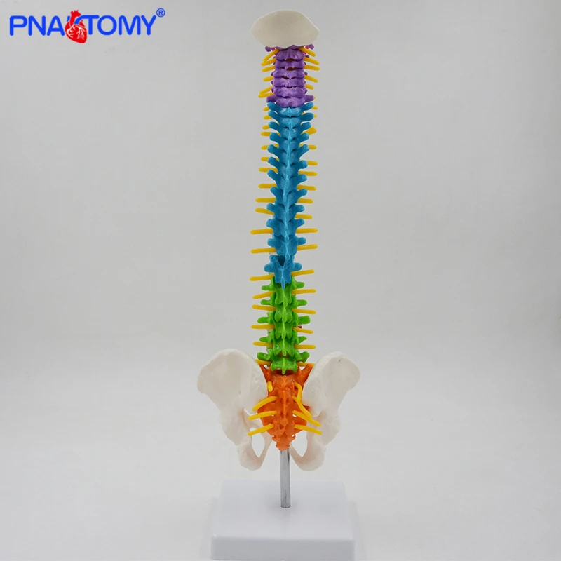 45cm flexível colorido coluna modelo médico ferramenta