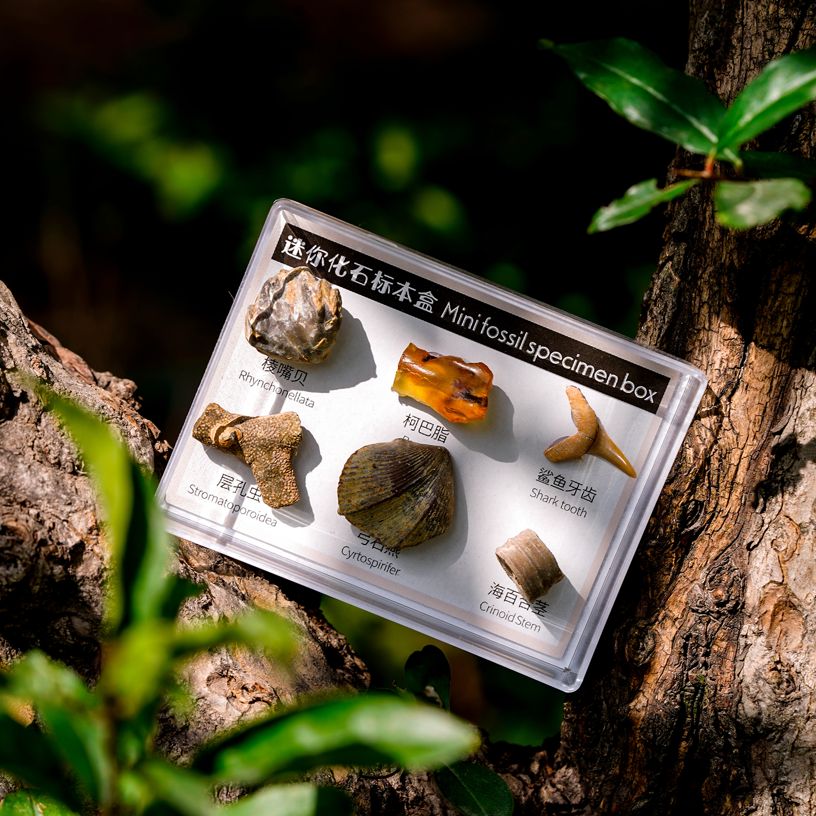 6x Natural Mineral Rocks Science Stones Collection Supplies Gift for Kids