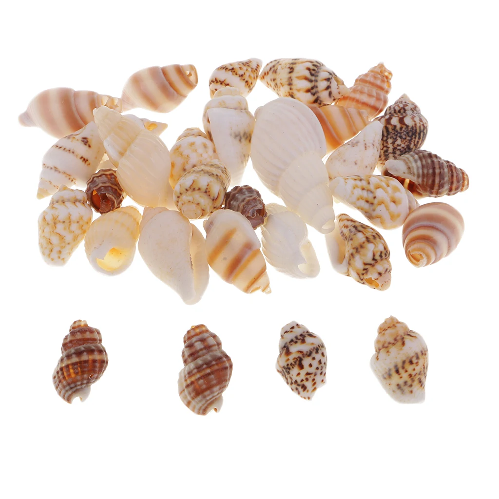 Tropical Sea Shells Clams Snail Scallops Beach Decoration 1kg Bag 