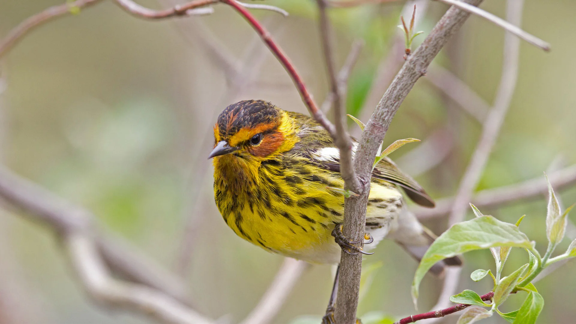 OHR.CapeMayWarbler_ZH-CN5148312890_1920x1080.png