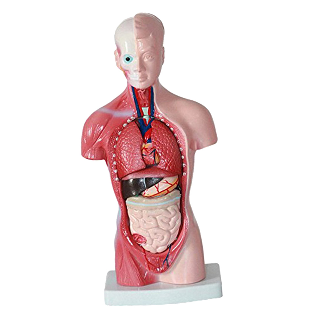 11'' Human Torso Body Organ Anatomy Anatomical Model  School Learn