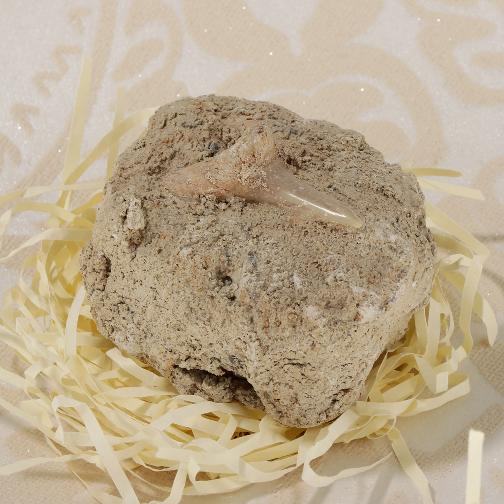 Rock Mineral Collection GN106-B Shark Tooth Specimen Educational Science Toy