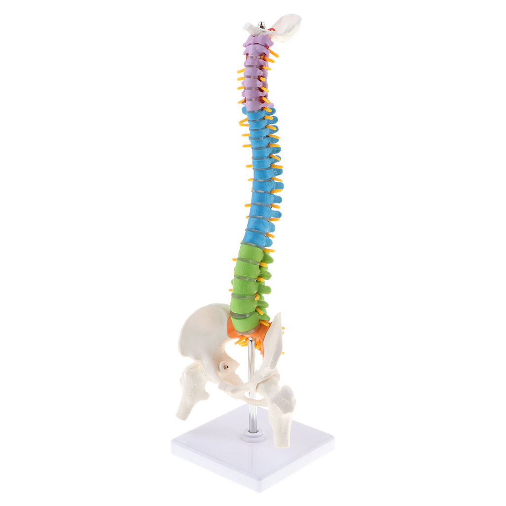 Life Size Vertebral Column Anatomical Model Femurs Pelvis Science Education