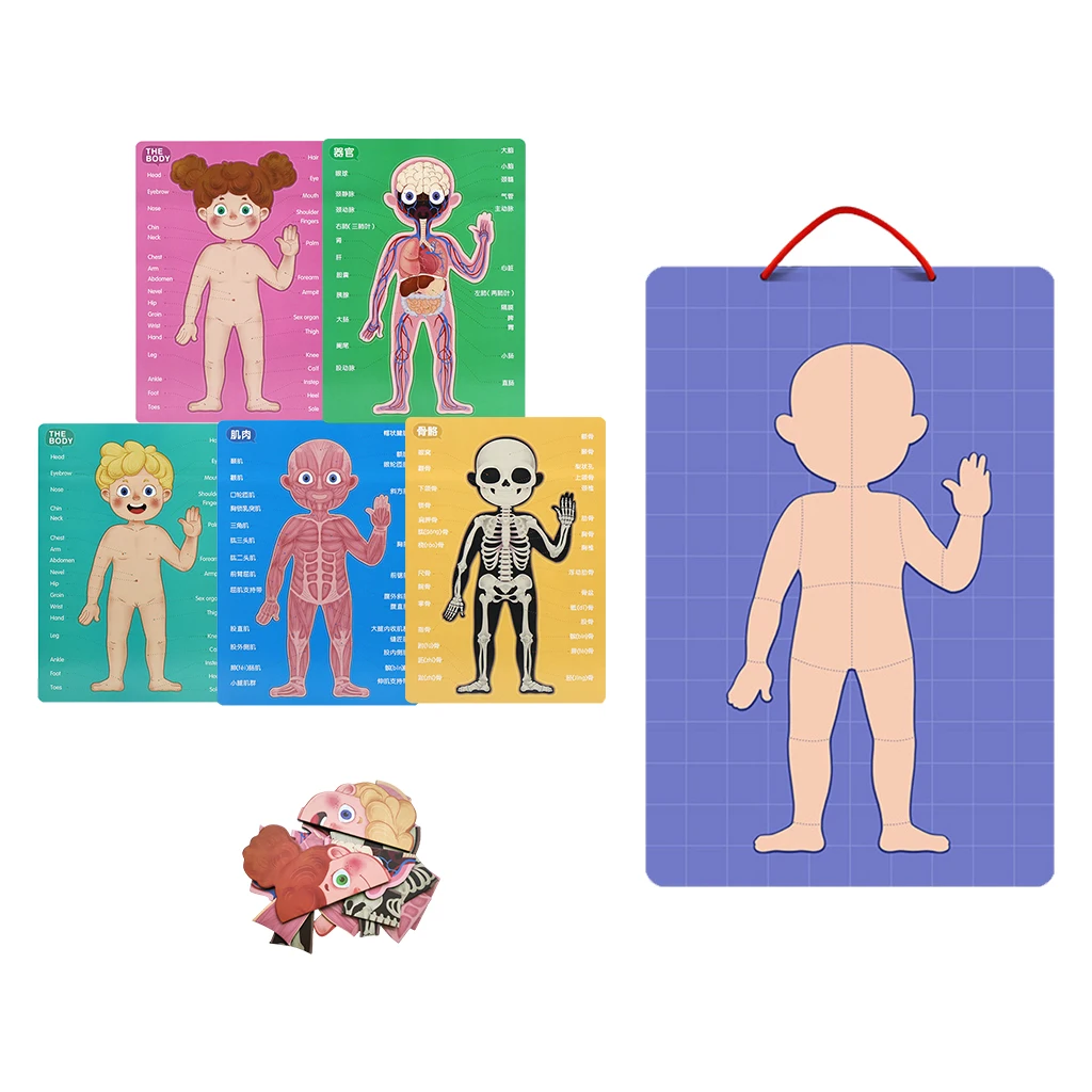 Magnetic Human Body Puzzle Anatomy Play Set Educational Toy Body Puzzles Magnetic Human Body Puzzle Anatomy Play Set Educational Toy Body Puzzles