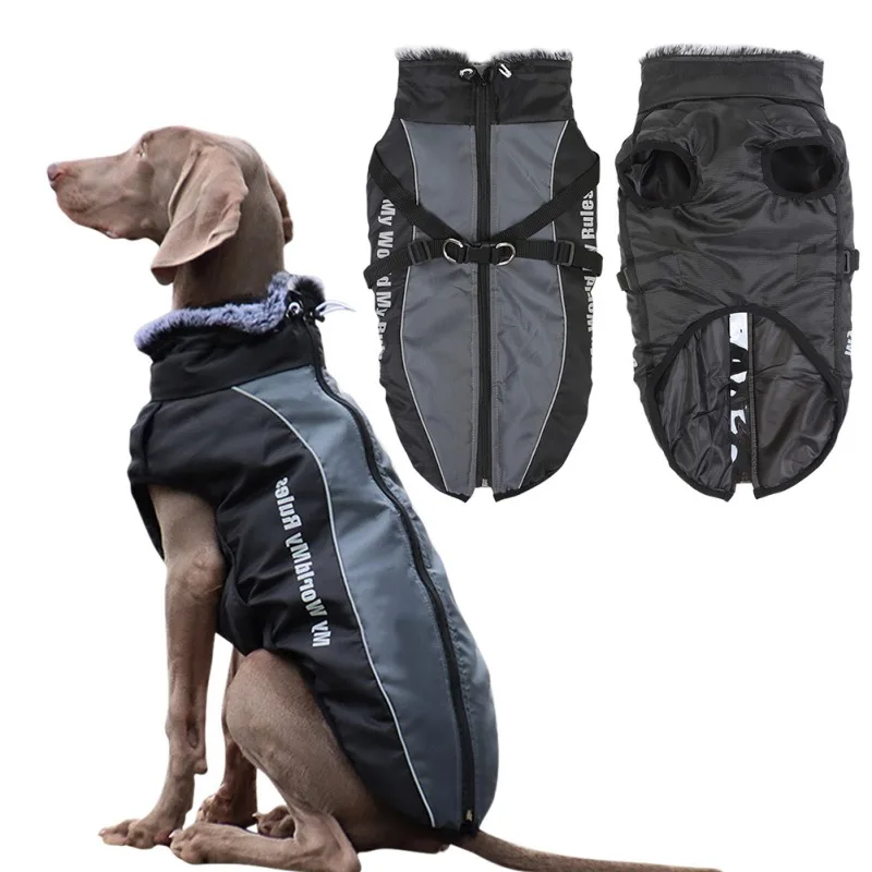 Un perro con un chaleco protector y un par de cubrepiernas. El chaleco parece estar diseñado para brindar calidez y protección, posiblemente para perros activos en climas fríos o que necesitan apoyo adicional. Es probable que las cubiertas para las piernas estén destinadas a proteger las patas del perro del frío, la humedad o el terreno accidentado.