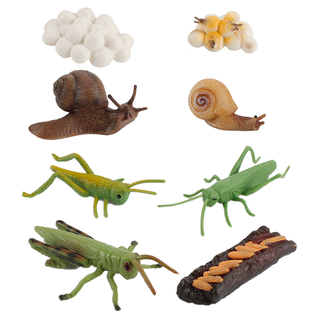 Simulation Grasshopper / Snail Growth Kids Pre-school Biology Toys Role Play