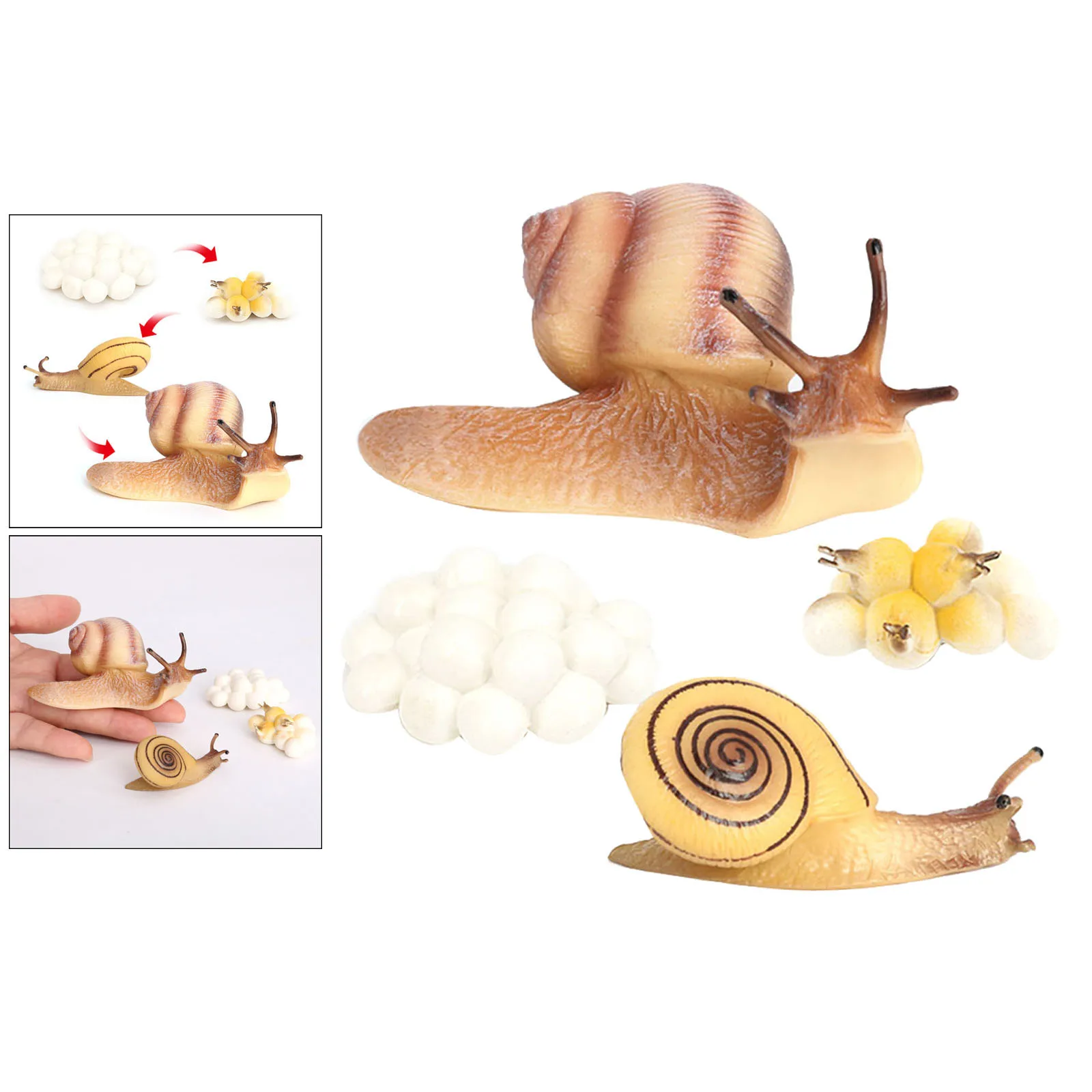 Four Stage Snail Growth Cycle Model Toys Life Cycle Display Toys, from Egg to Adult