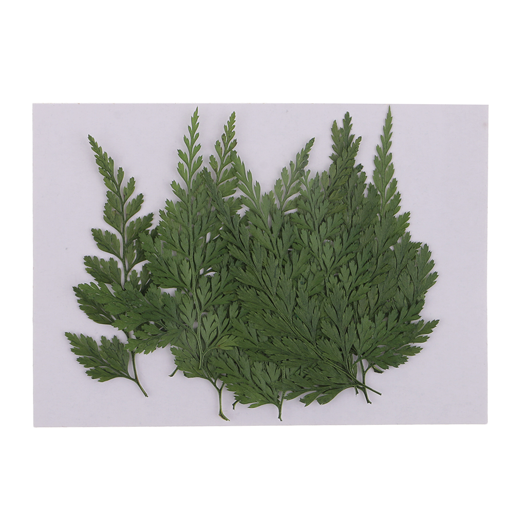 12 Pack Pressed Leaves Natural Dried Flowers for Scrapbooking Card making DIY Art Craft - 5 - 6cm / 1.97 - 2.36