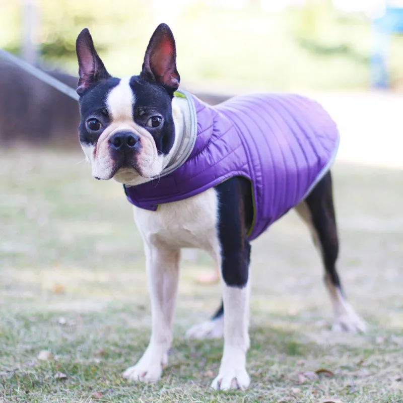 Un perro con un chaleco morado. El perro parece ser un Boston Terrier, caracterizado por su pelaje blanco y negro y sus rasgos faciales distintivos. El chaleco parece estar diseñado para brindar calidez o protección, posiblemente para climas fríos o para mantener limpio al perro.