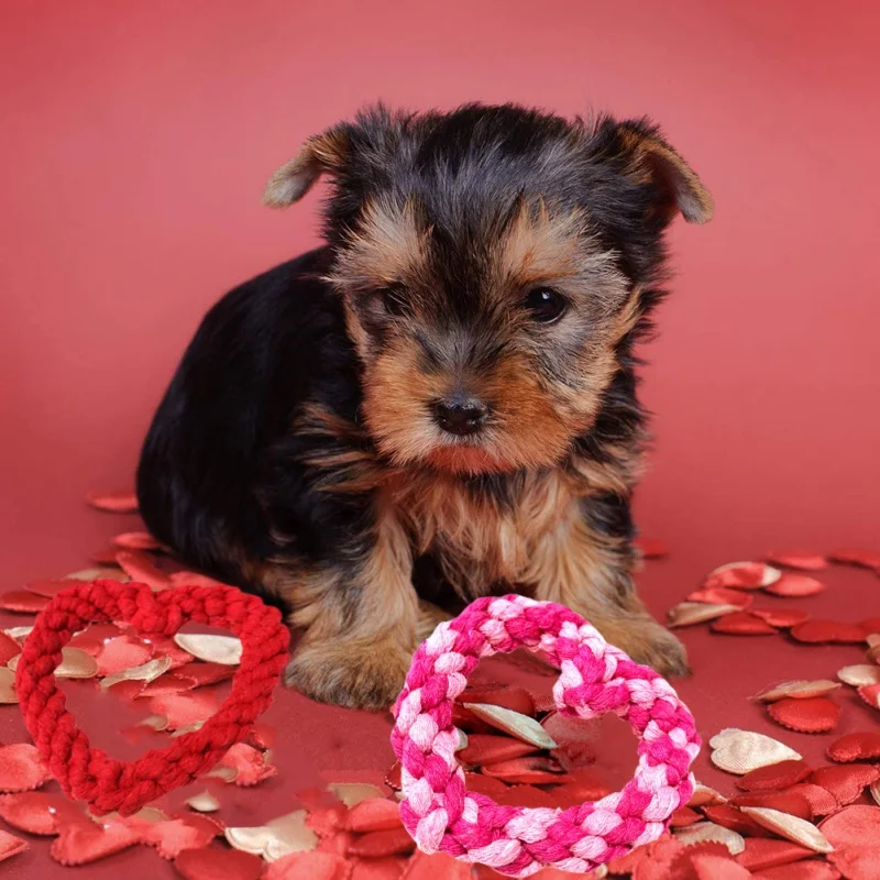 Un perro pequeño, que parece ser un Yorkshire Terrier, sentado sobre un fondo rojo. El perro tiene un pelaje negro y fuego con un hocico y orejas negros distintivos.