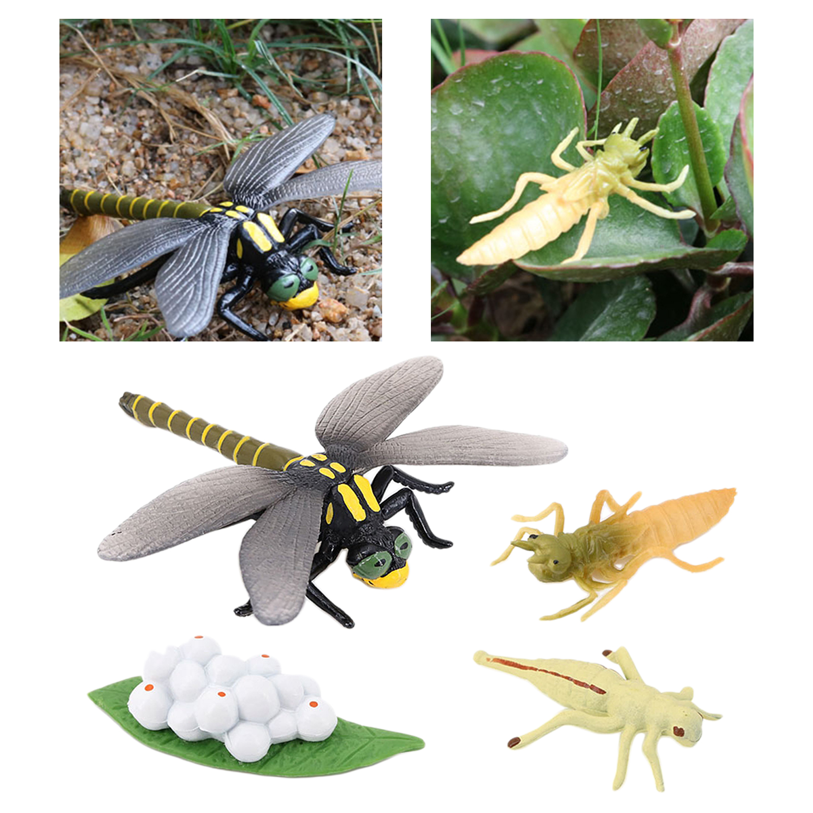 4 Stages Life Cycle of Dragonfly Nature Insects Life Cycles Growth Model Game Prop Insect Animal Natural Toy