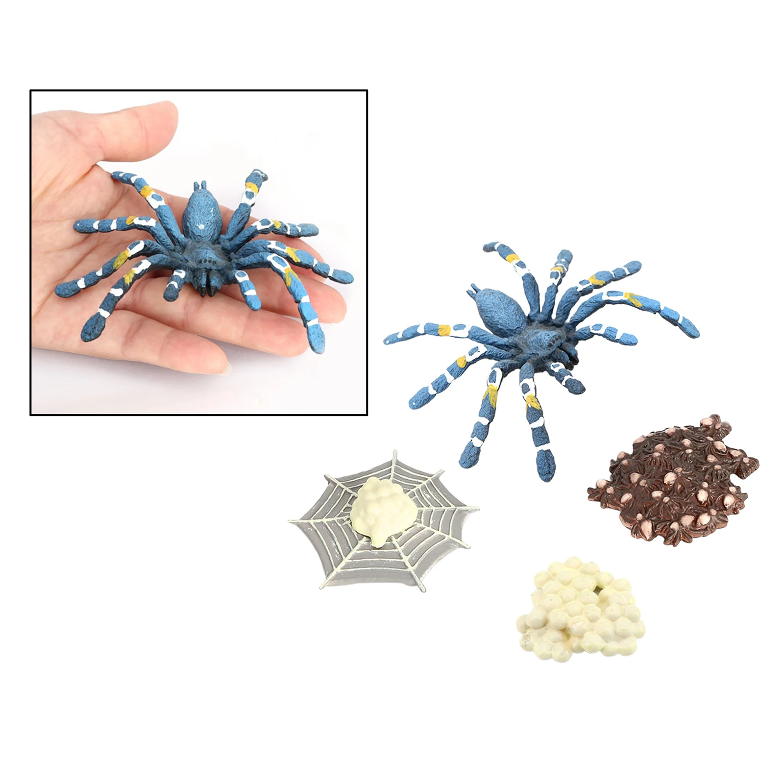 4 Pieces Nature Bird Eating Spider Growth Toys Animals Growth
