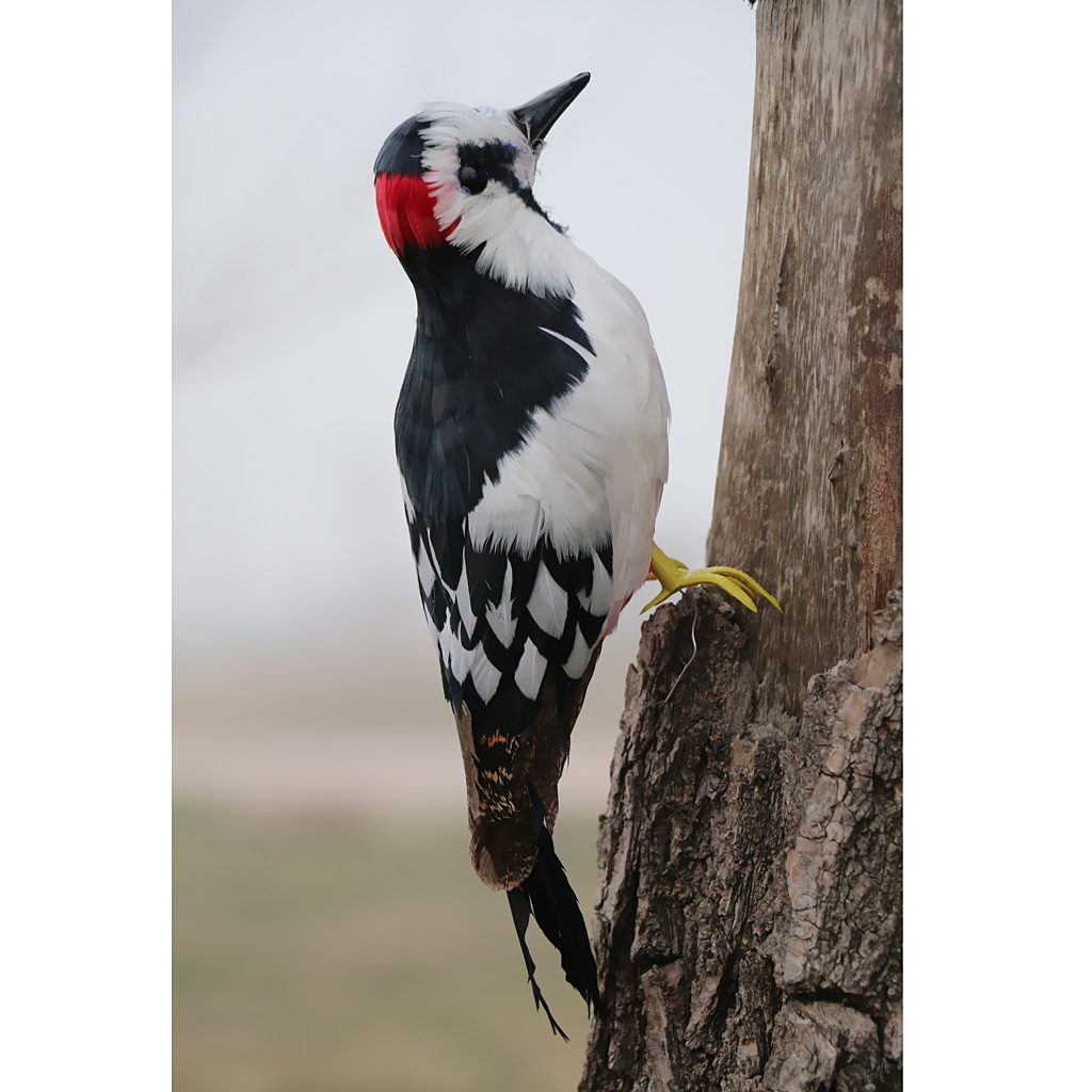 Artificial Feathered Birds Woodpecker for Home Garden Decoration