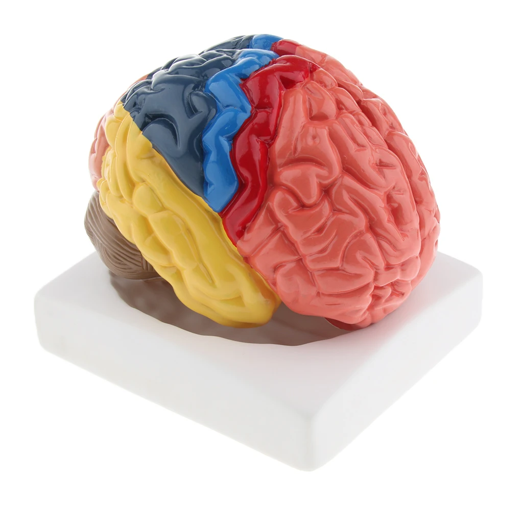 Макет мозга. Модель мозга разборная цветная. Модель мозга своими руками.