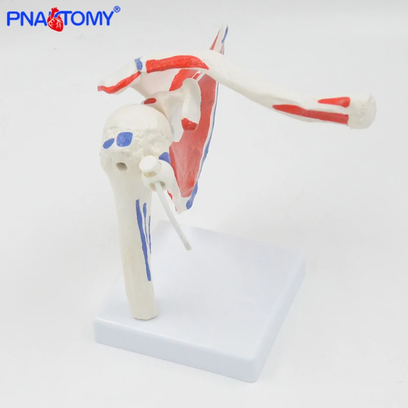 modelo de articulação de ombro humano modelo com músculos tamanho ferramenta de ensino de presente esqueleto de pnatomia