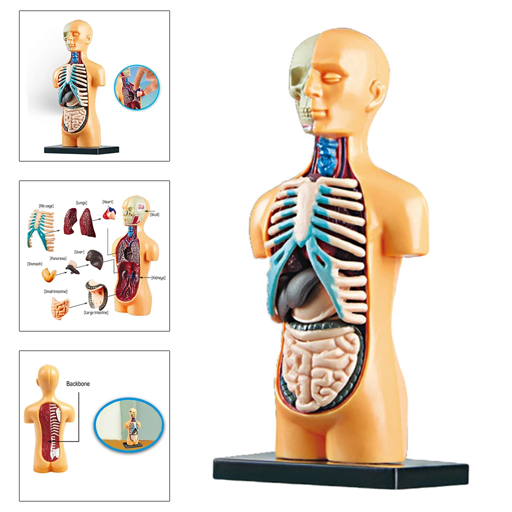 Human Body Anatomy Model Figure Science Torso Puzzle Learning & Teaching Supply 
