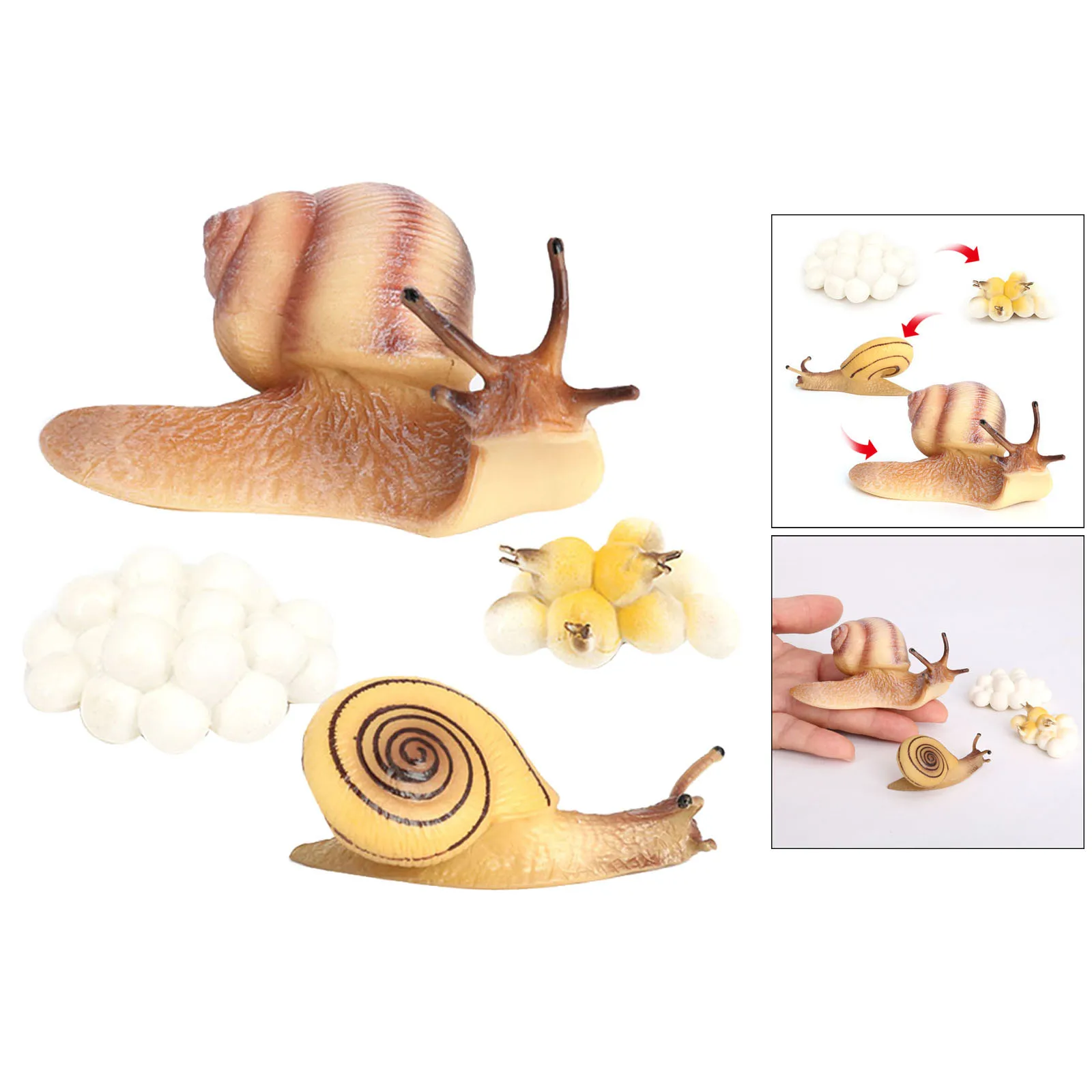 Four Stage Snail Growth Cycle Model Toys Life Cycle Display Toys, from Egg to Adult