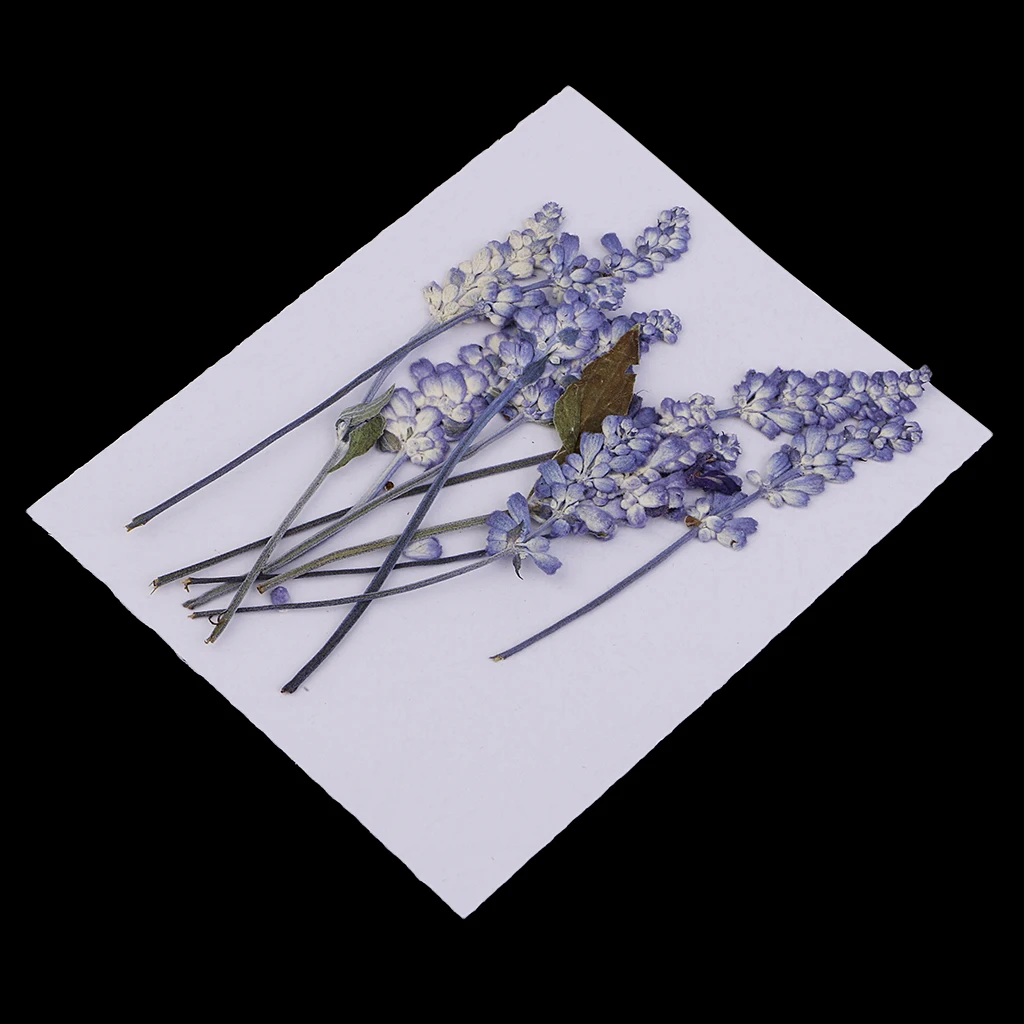 10Pcs Natural Pressed Dried Flowers Leaves Sage Specimen DIY Scrapbooking Card