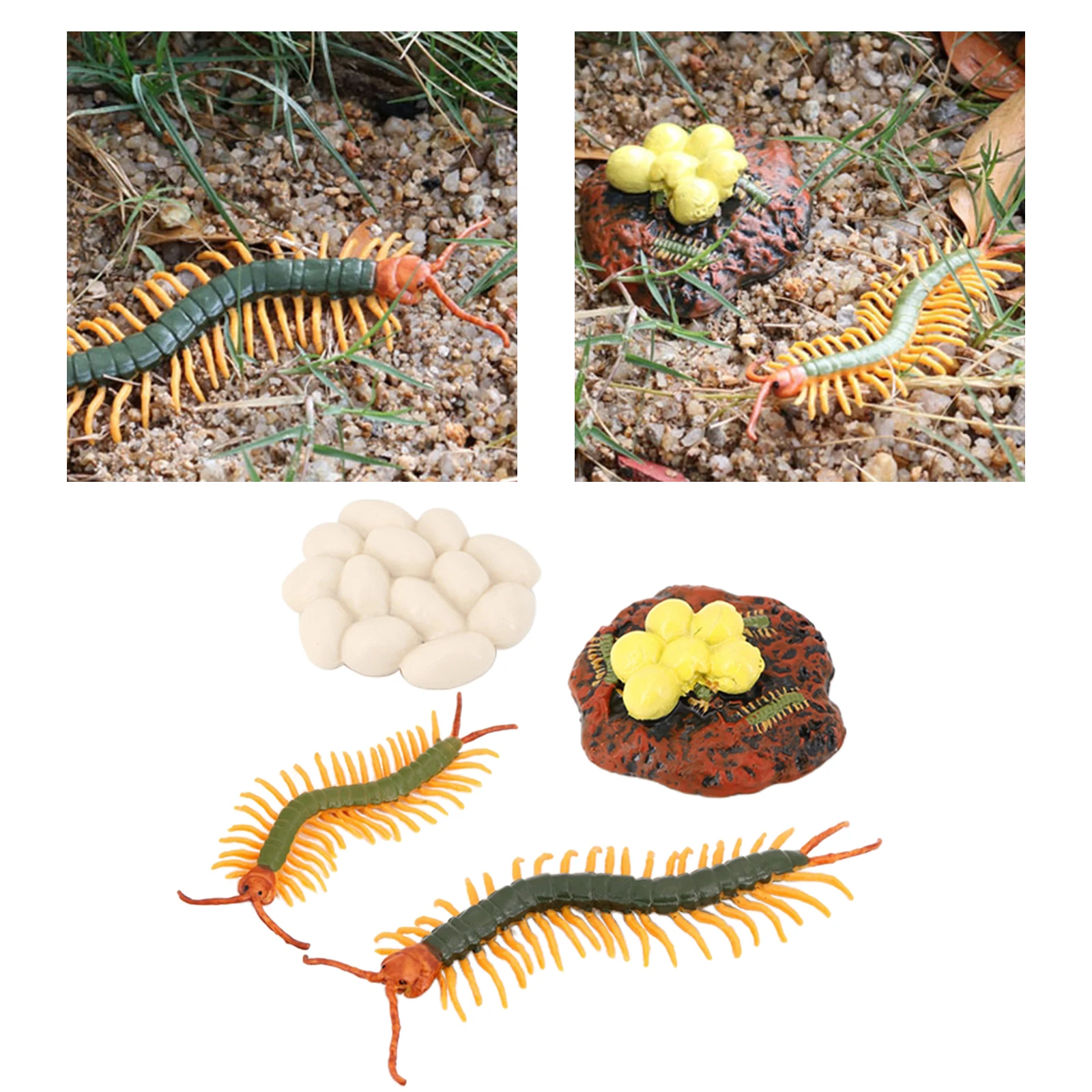4 Stages Life Cycle of Centipede Nature Insects Life Cycles Growth Model Game Prop Insect Animal Natural Toy