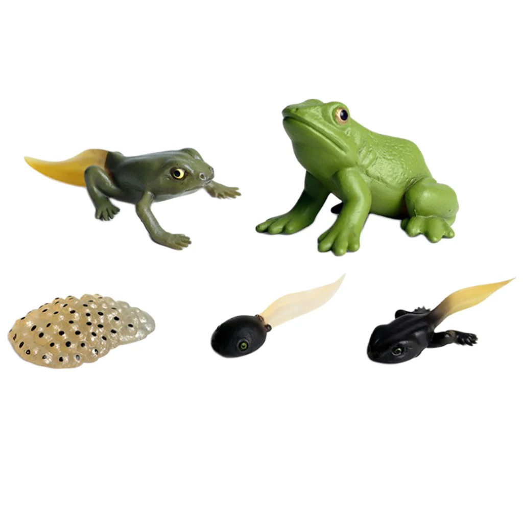 Learning Realistic Frog Growth Process Figures Toy Set Models Play Set