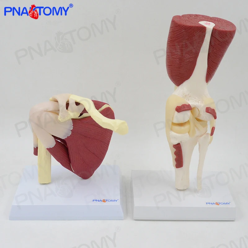 tamanho de vida ombro comum joelho modelo comum com músculos com cartão de instruções modelo anatômico humano esqueleto anatomia medica
