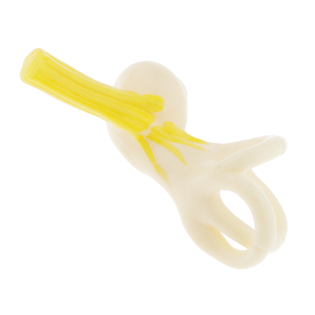 Magnification 5x Human Ear Semicircular Canal Anatomical Model Lab Ornament
