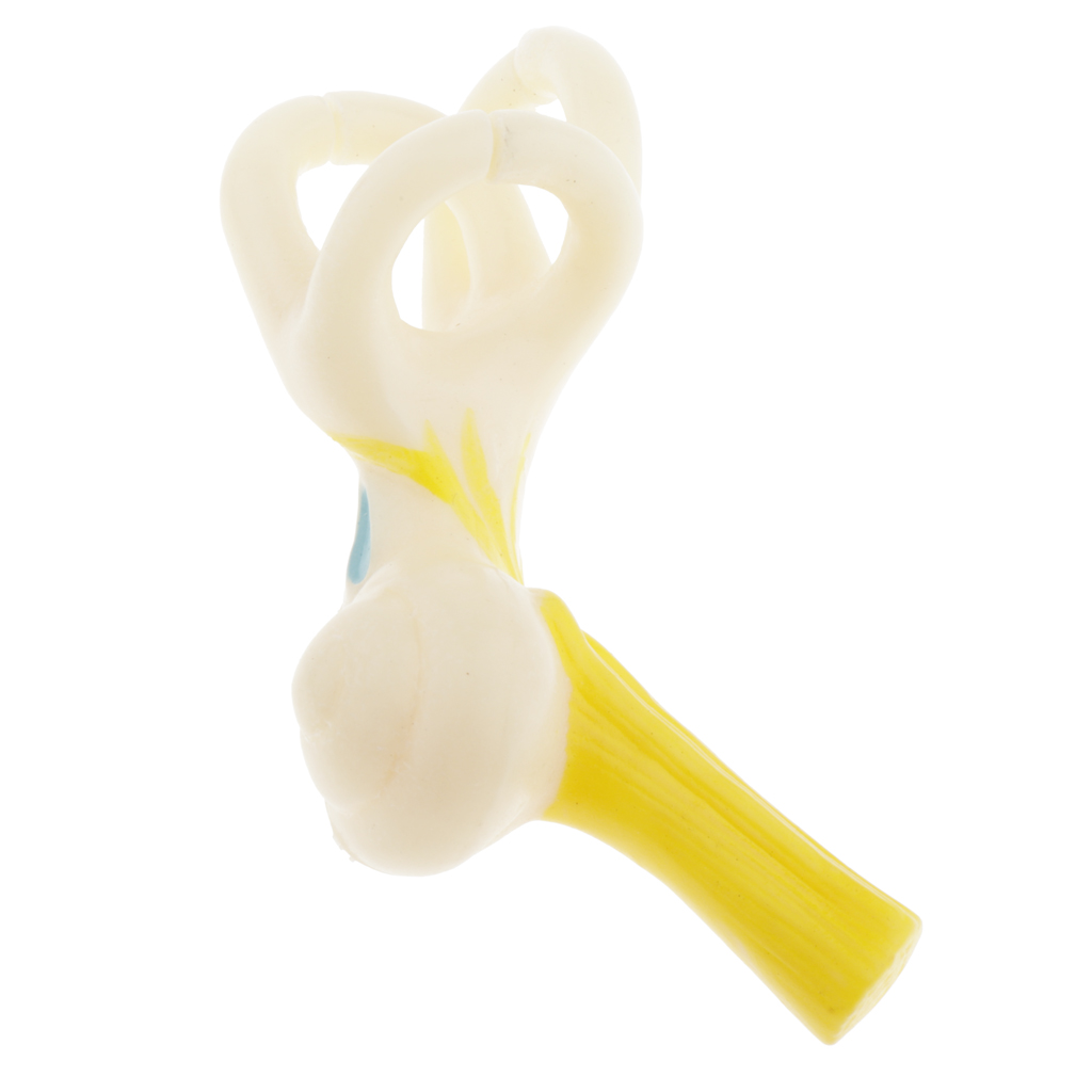 Magnification 5x Human Ear Semicircular Canal Anatomical Model Lab Ornament