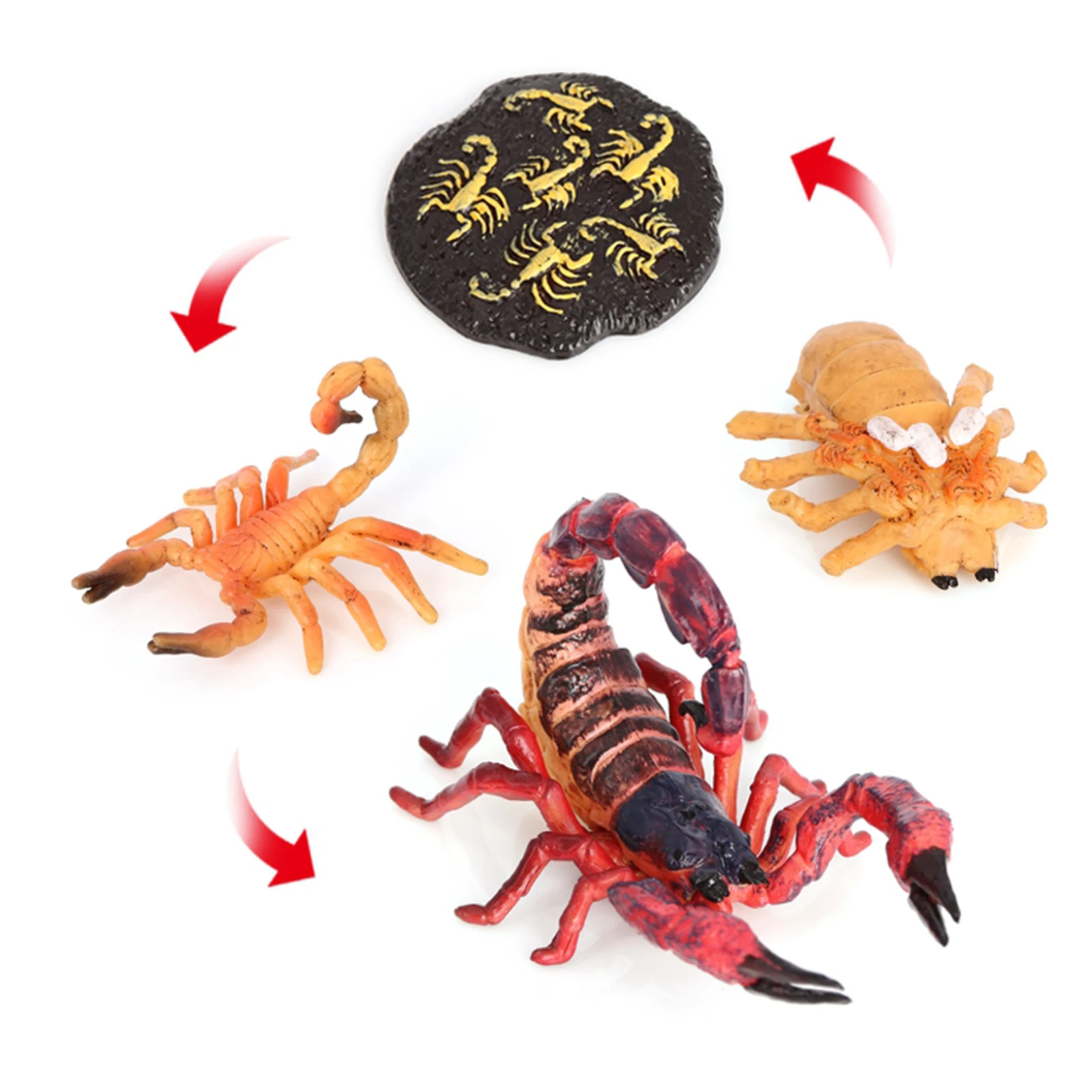 Kids Scorpion Life Cycle Set Model Toy Figures Learning Children`s Toys Red