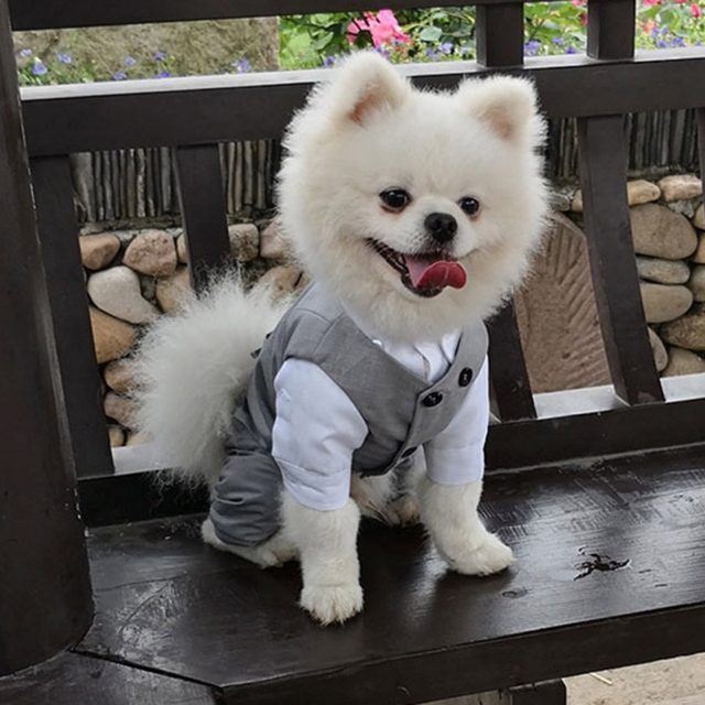 Vestito Elegante Per Cani Piccoli Con Gonna In Pizzo - Per Matrimoni E Feste