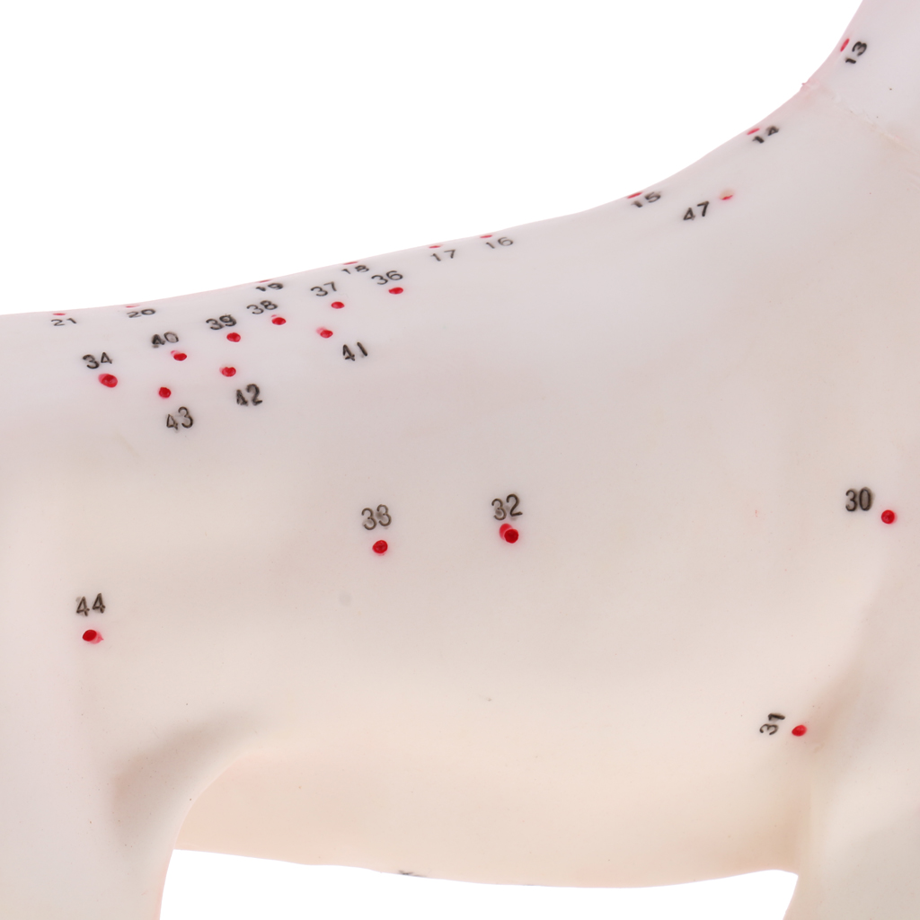 4D Vision Dog Anatomy Model, Life Size 72 Acupuncture Points Cat Skeleton Anatomical Model with Base, Lab Supplies
