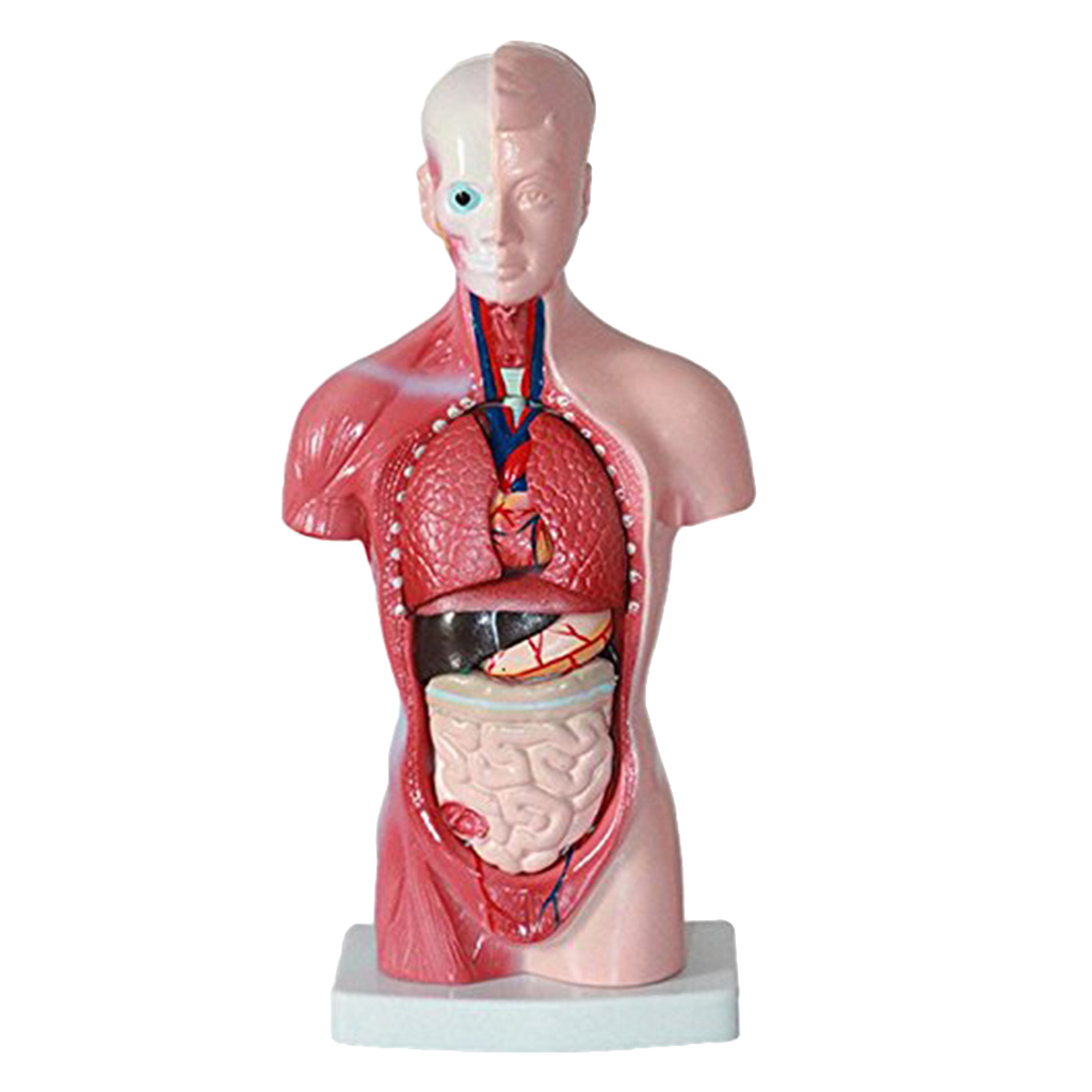11'' Human Torso Body Organ Anatomy Anatomical Model  School Learn