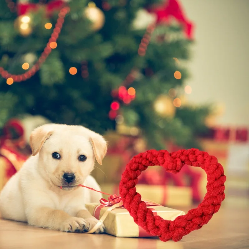 Un lindo cachorro sentado en una superficie con un fondo festivo navideño. El cachorro parece ser un perro joven, posiblemente un Labrador Retriever, dado su color y rasgos faciales.