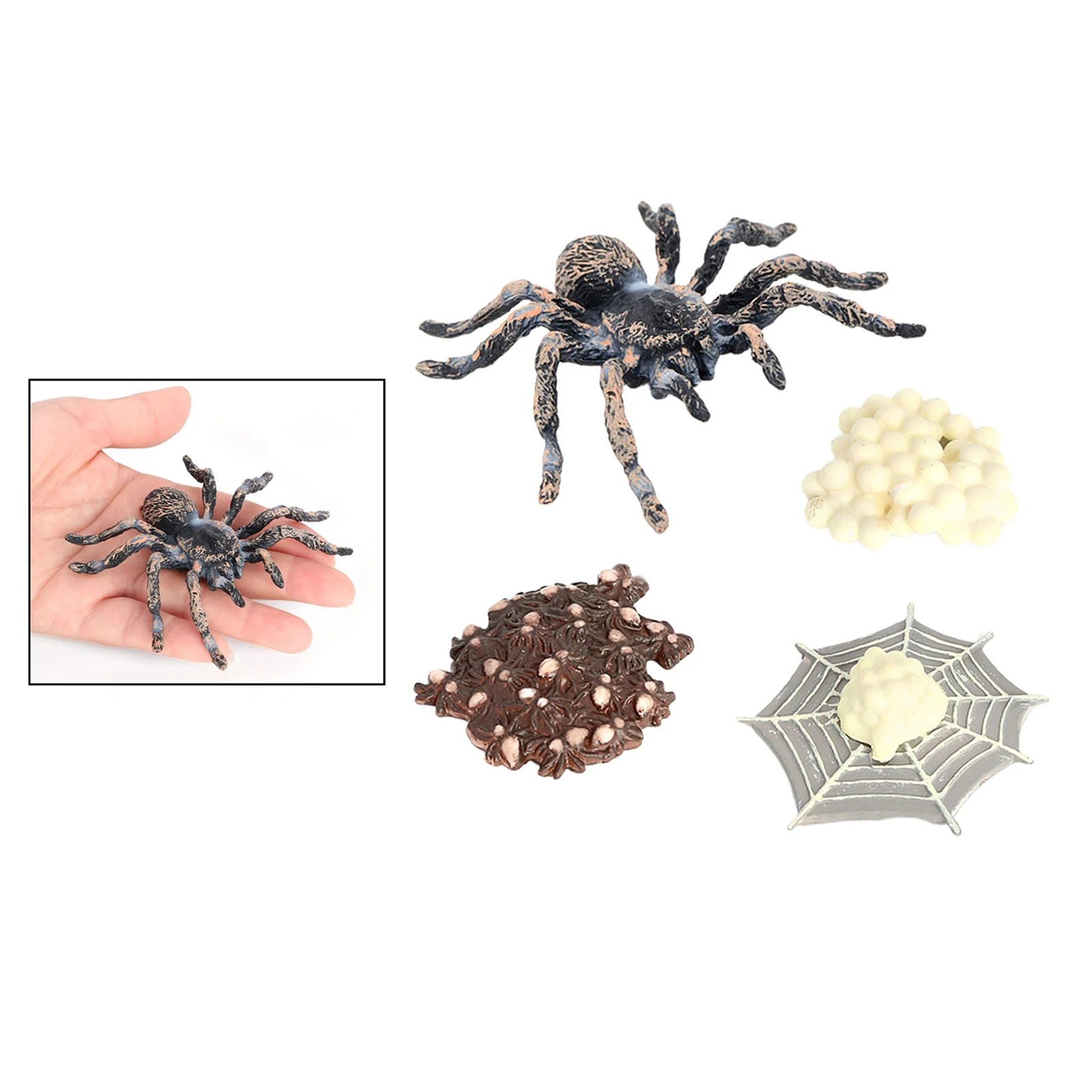 Life Cycle of A Giant Whiteknee Spider, Nature Insect Life Cycles