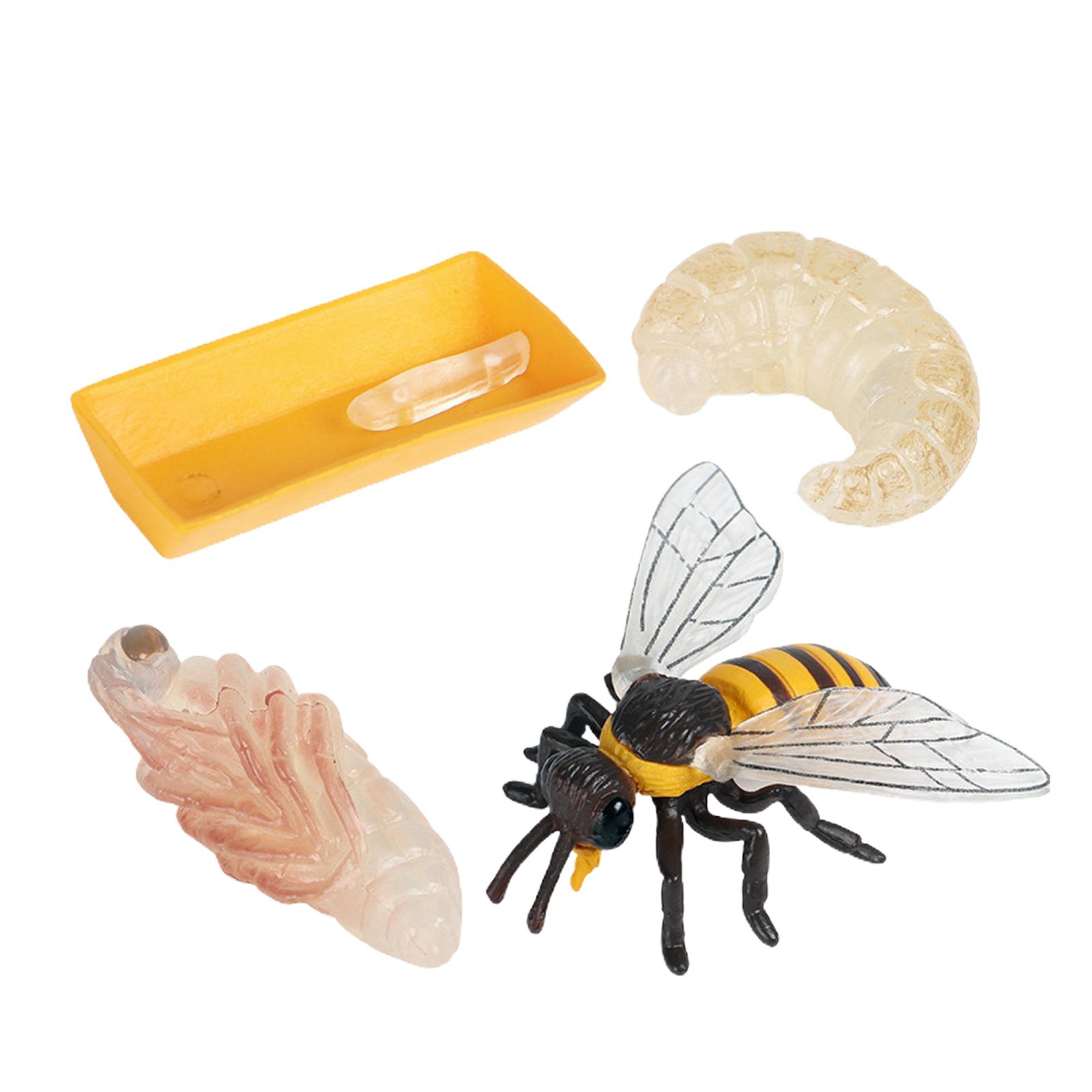 Nature Insect Bee Lore Life Cycle - 4 Pcs Insect Figure Shows Life of Bee - Kids Learning Play Toys
