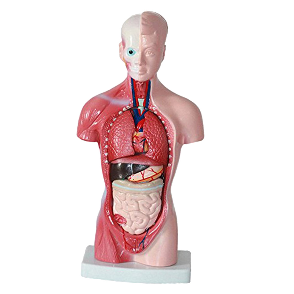 11'' Human Torso Body Organ Anatomy Anatomical Model  School Learn