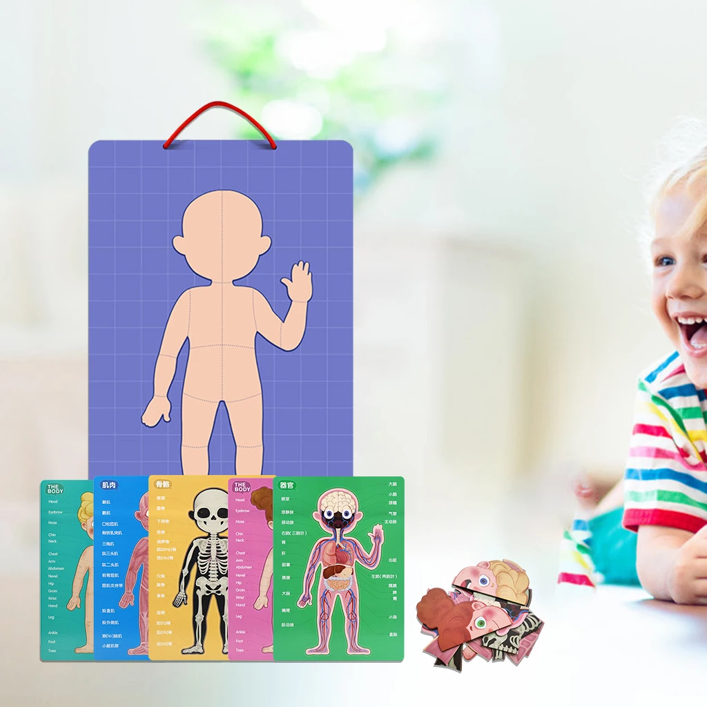 Magnetic Human Body Puzzle Anatomy Play Set Educational Toy Body Puzzles Magnetic Human Body Puzzle Anatomy Play Set Educational Toy Body Puzzles