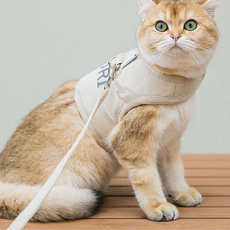 Un gato con arnés y correa. El gato parece ser una raza doméstica con un pelaje color crema o naranja claro y llamativos ojos verdes. El arnés está diseñado para asegurar al gato y permitir pasearlo o transportarlo de forma segura.