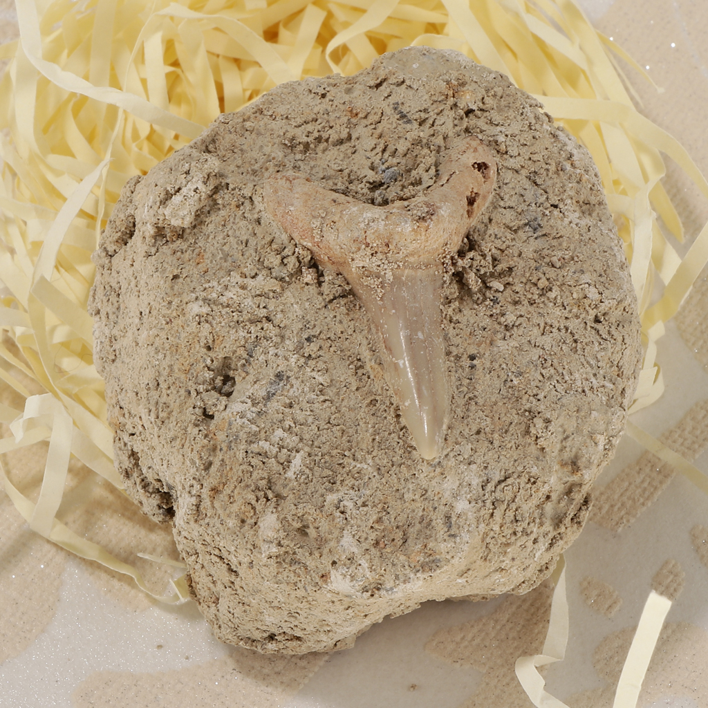 Rock Mineral Collection GN106-B Shark Tooth Specimen Educational Science Toy