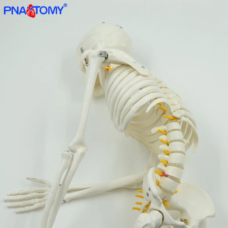 modèles anatomiques humains avec colonne vertébrale modules bras et sophia fuchsia
