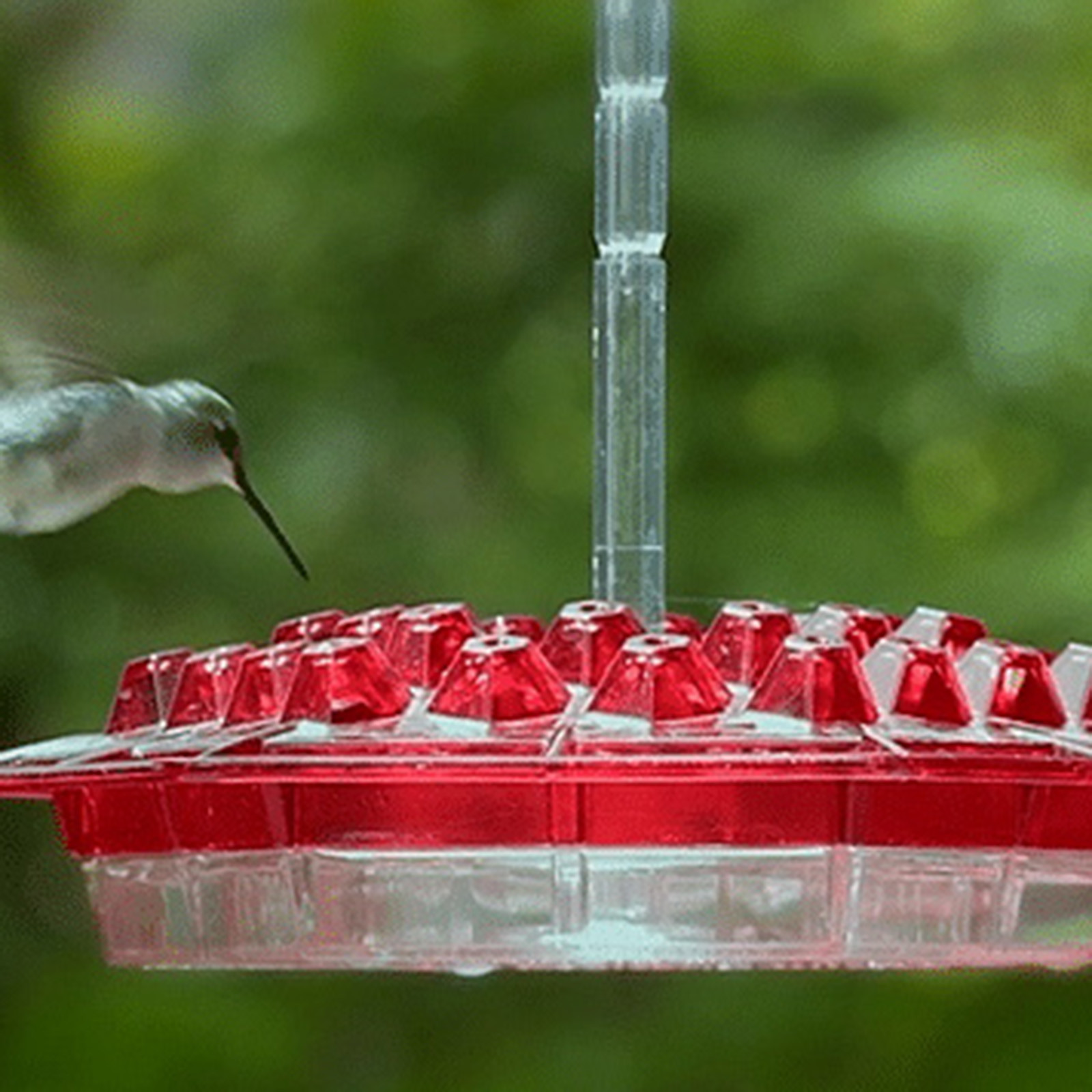 mary's bird feeders